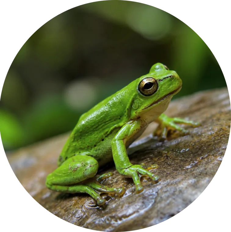 Pin Rana sabanera