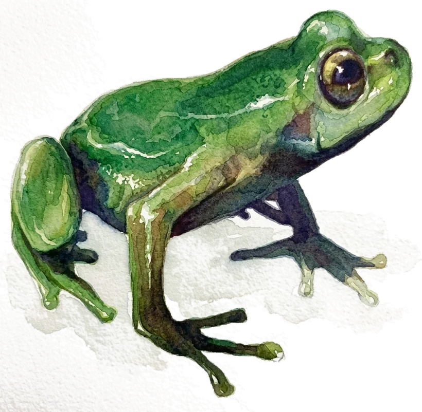 Acuarela Rana sabanera
