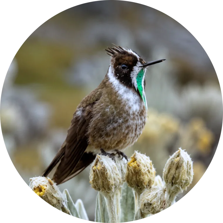 Pin Colibrí chivito