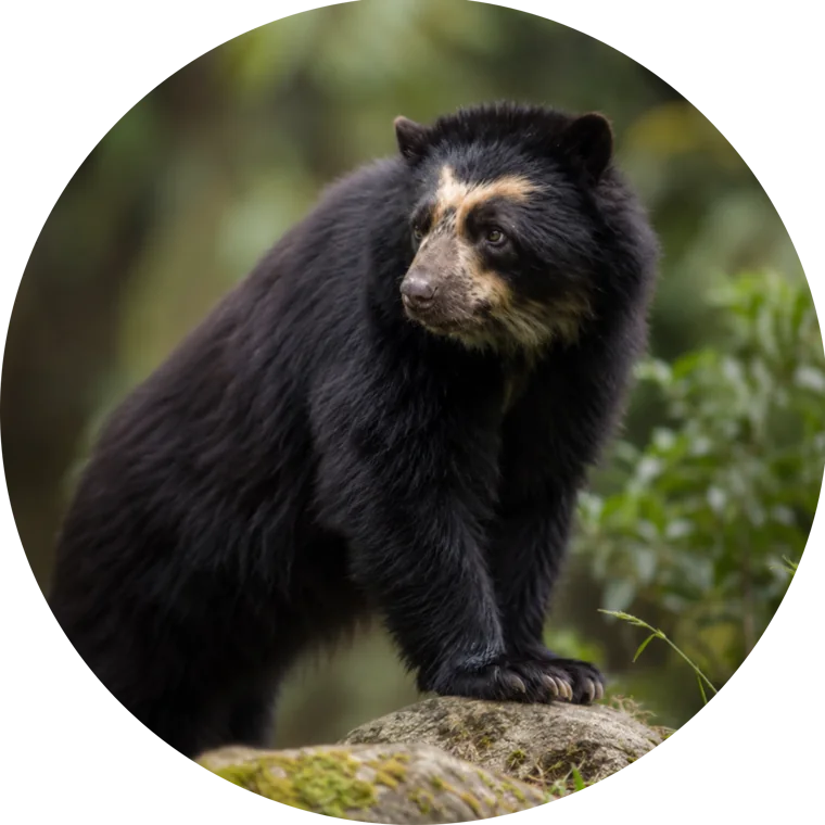 Pin Oso de anteojos
